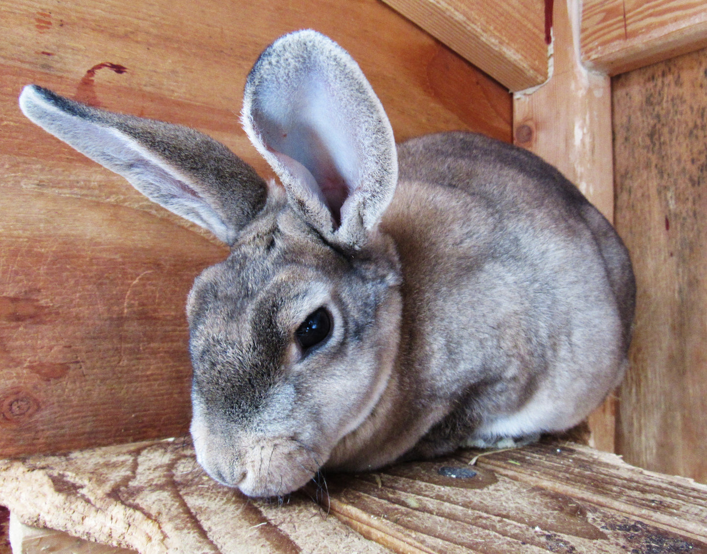 Purebred Rex Rabbits