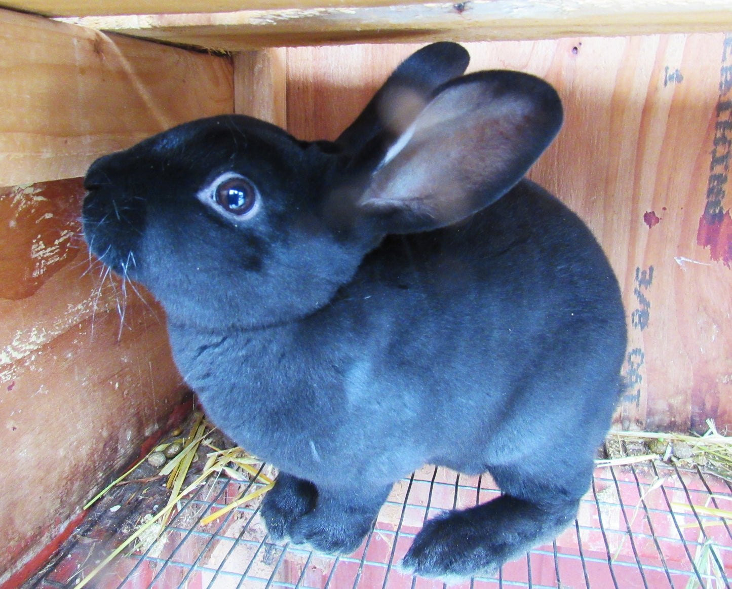 Purebred Rex Rabbits