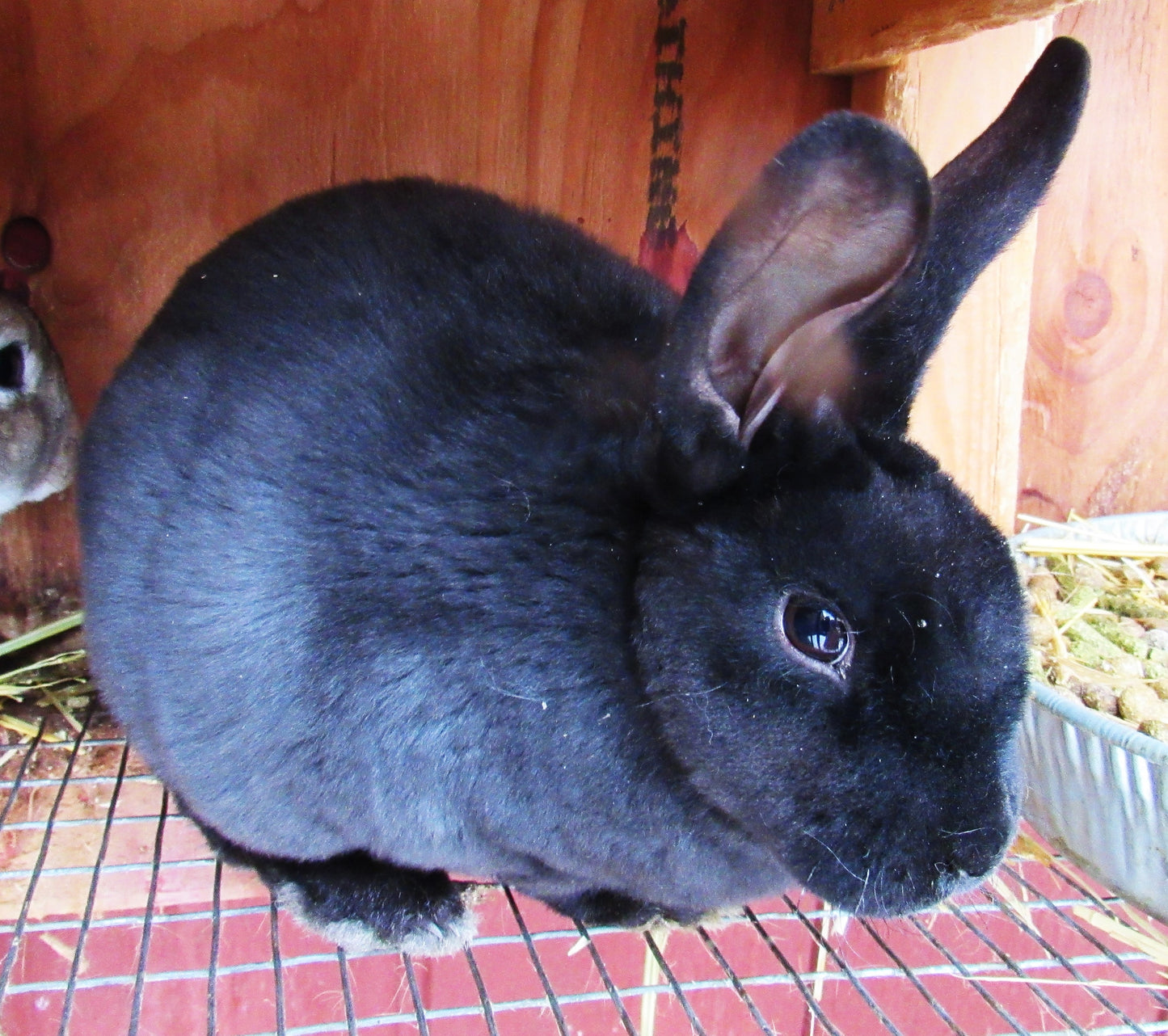 Purebred Rex Rabbits