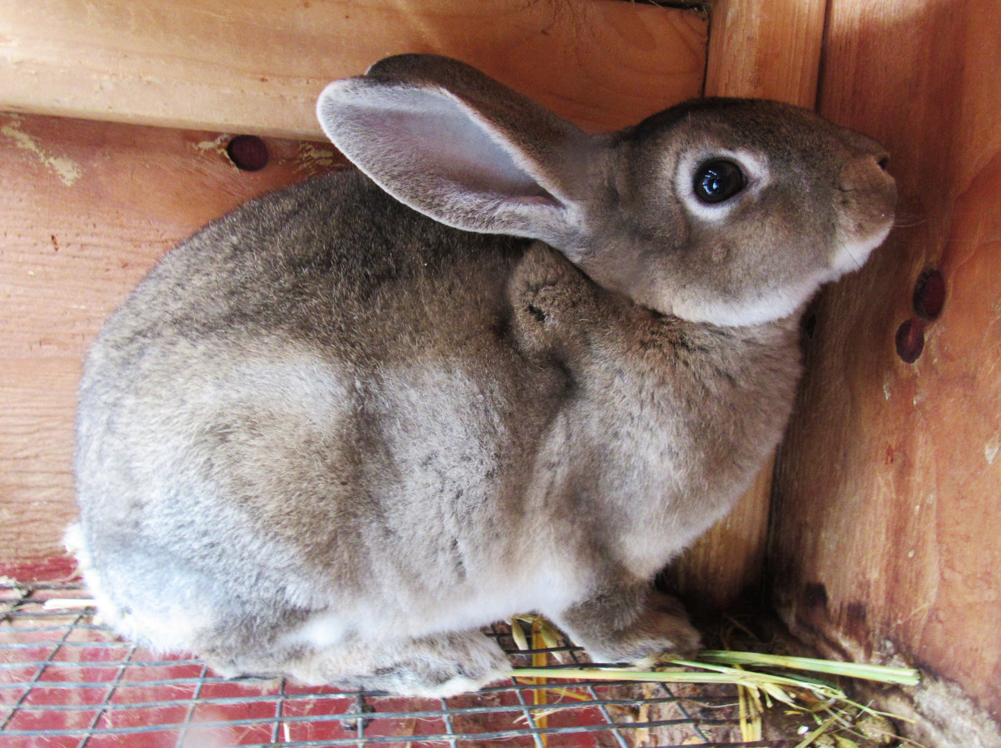 Purebred Rex Rabbits