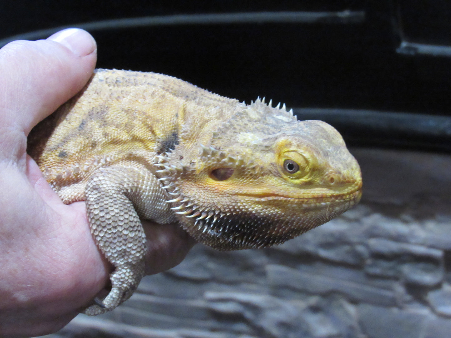 "Stubbs" Bearded Dragon