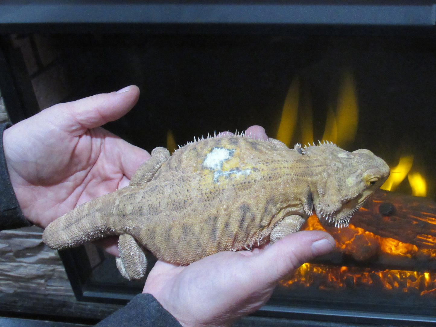 "Stubbs" Bearded Dragon