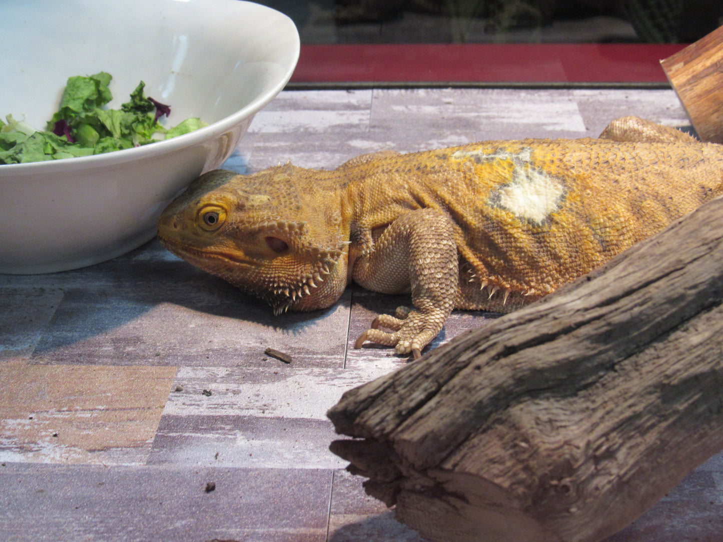 "Stubbs" Bearded Dragon