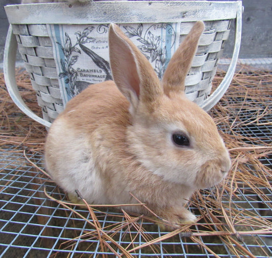 Hazel's Litter - Purebred Rex Rabbits - Full Pedigree