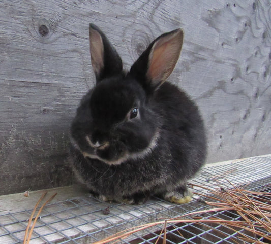 Holly's Litter - Rex / New Zealand Cross Rabbits