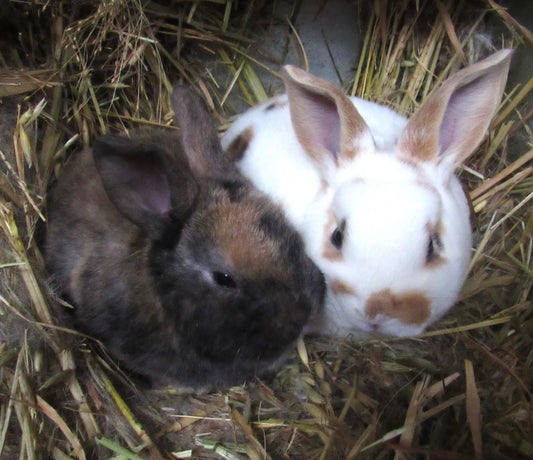 Aurora's Litter - Purebred Rex Rabbits - Full Pedigree