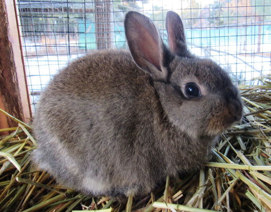 Gwenivere's Litter - Rex / New Zealand Cross Rabbits