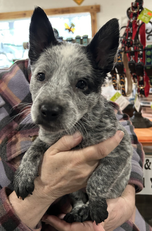 Purebred Blue Heeler Puppies