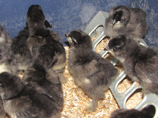 Locally Hatched Laying Chicks