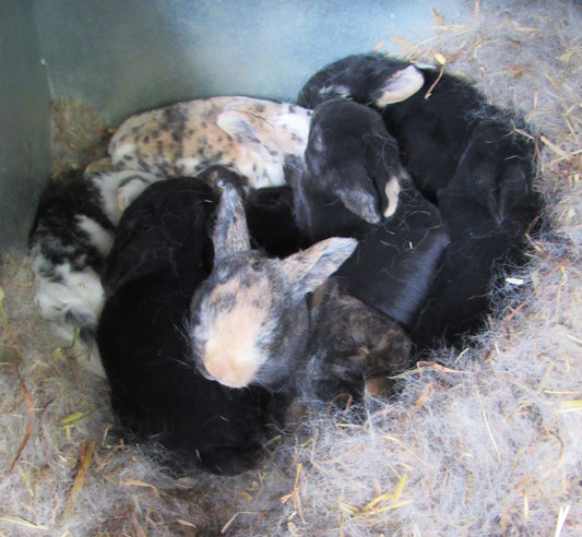 Autumn's Litter - Purebred Rex Rabbits - Partial Pedigree