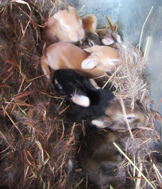 Hazel's Litter - Purebred Rex Rabbits - Full Pedigree