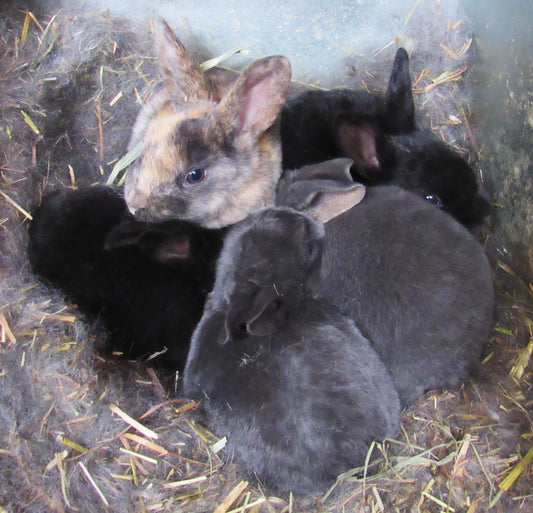 Thunder's Litter - Purebred Rex Rabbits - Full Pedigree