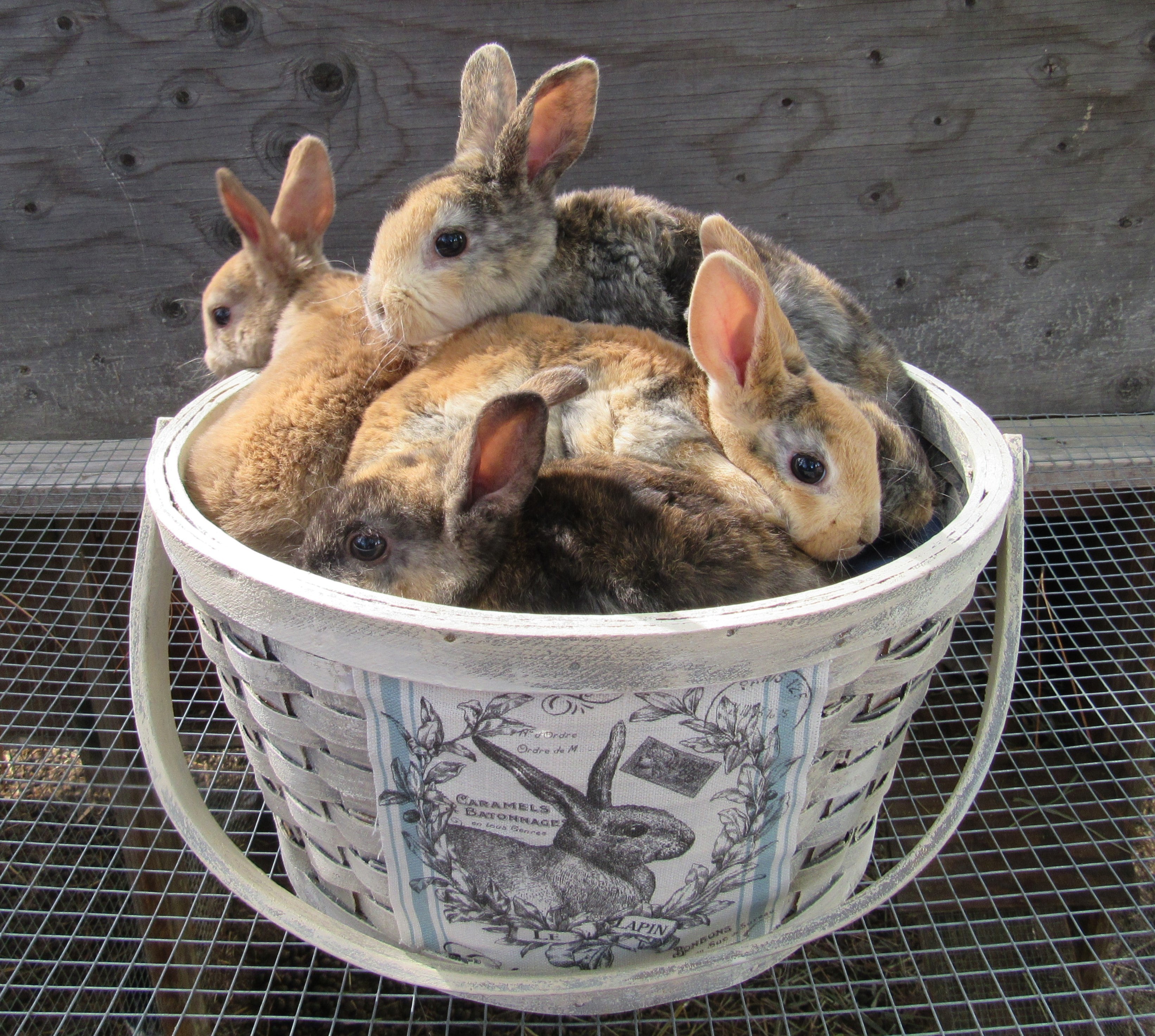 Purebred Rex Rabbits Mountain Traders