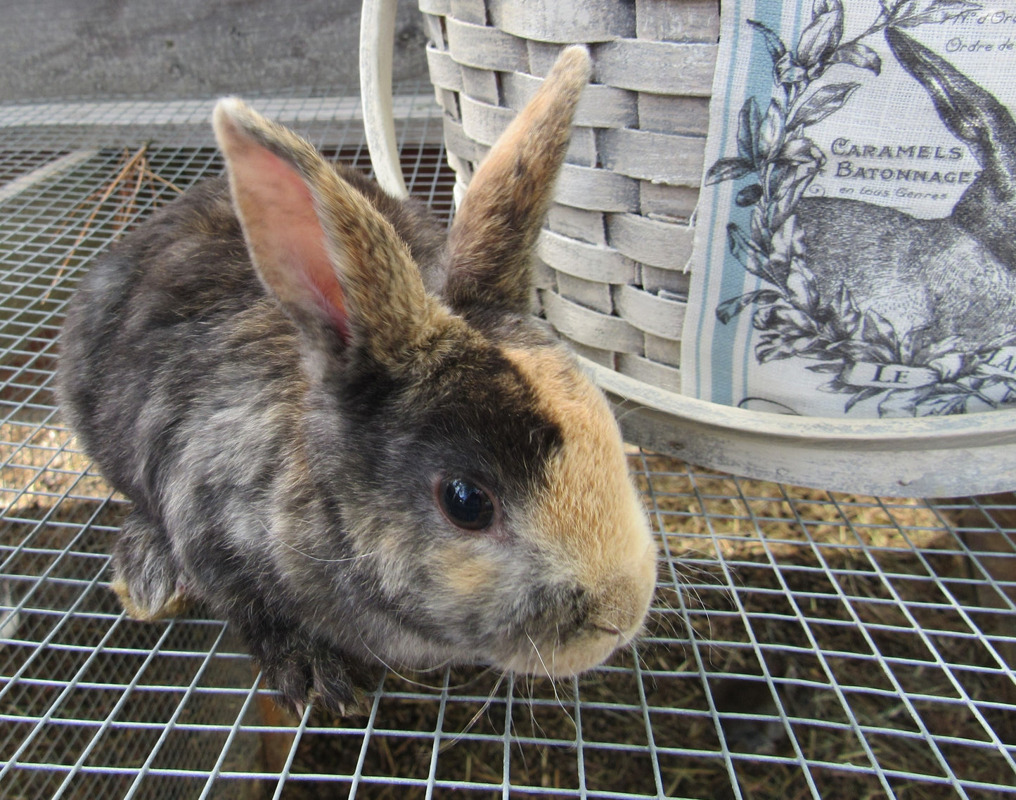 Purebred Rex Rabbits