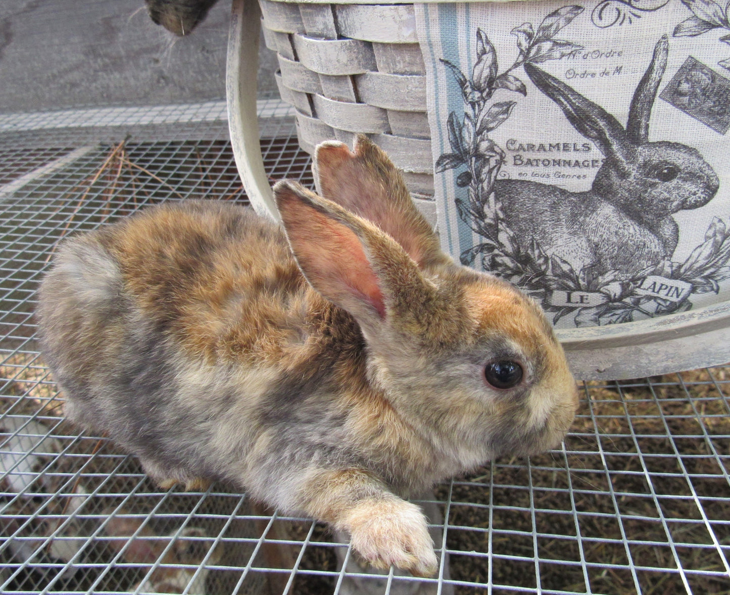 Purebred Rex Rabbits