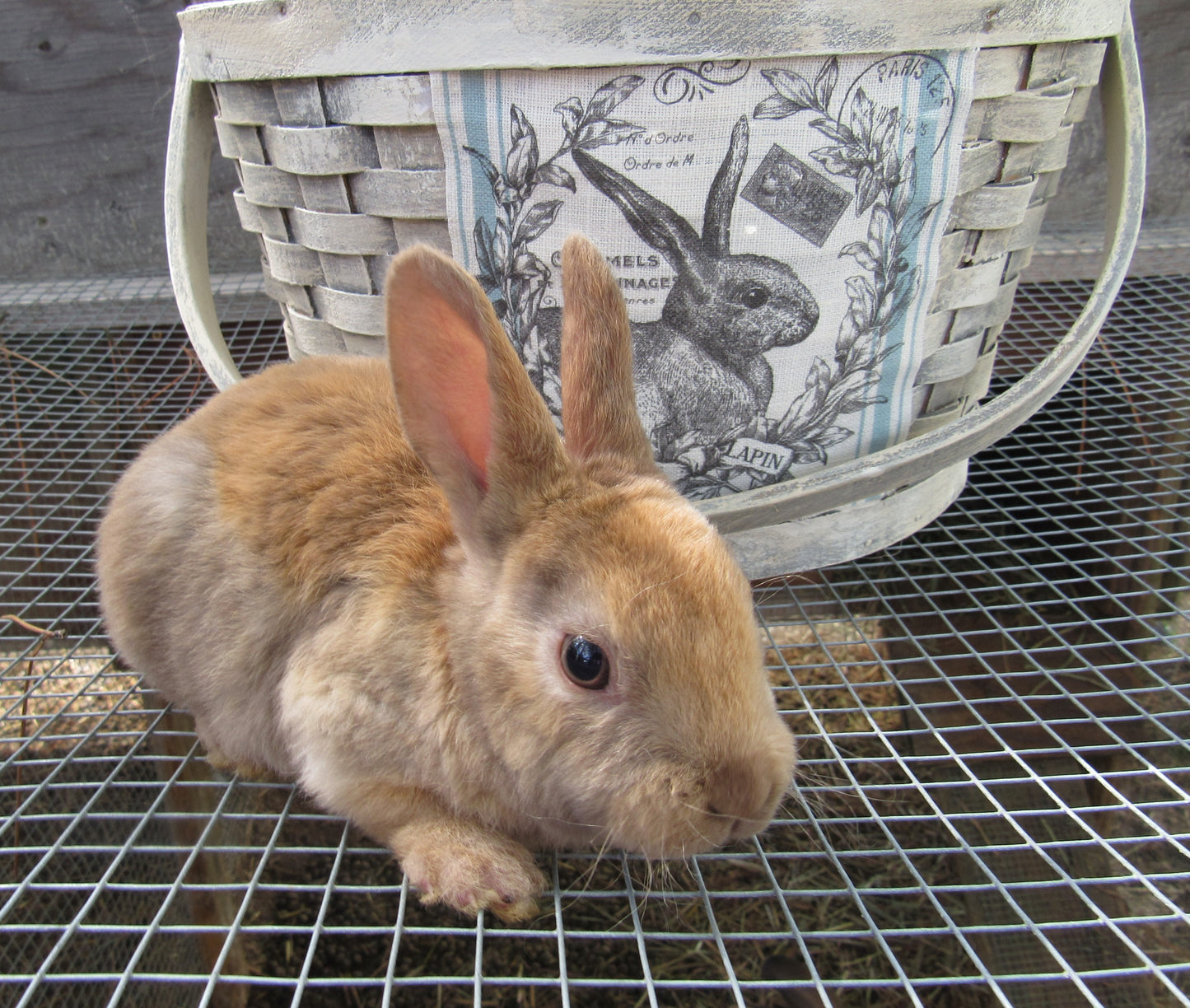 Purebred Rex Rabbits