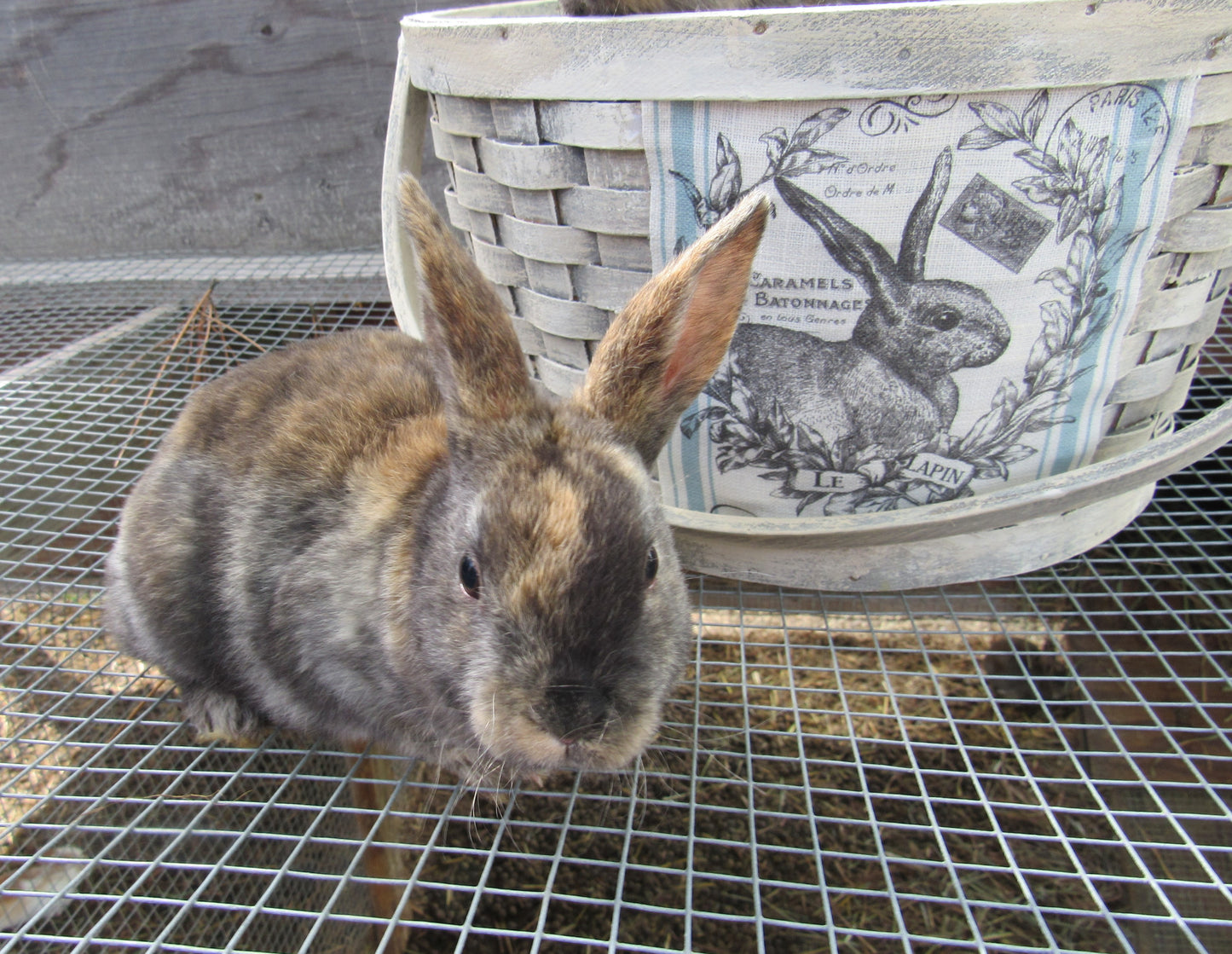 Purebred Rex Rabbits