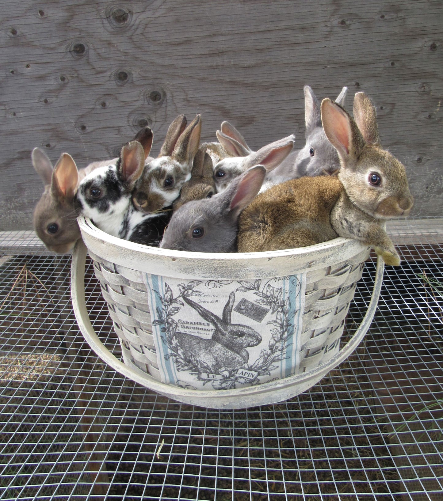 Purebred Rex Rabbits