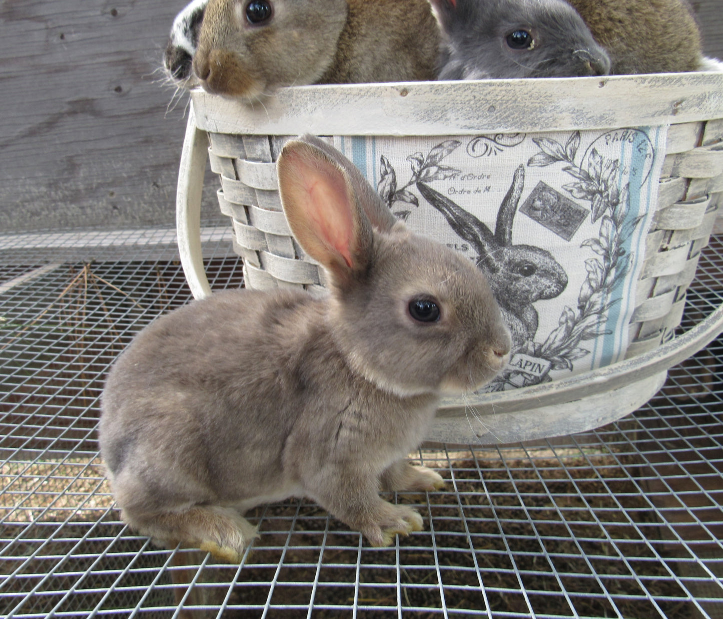 Purebred Rex Rabbits