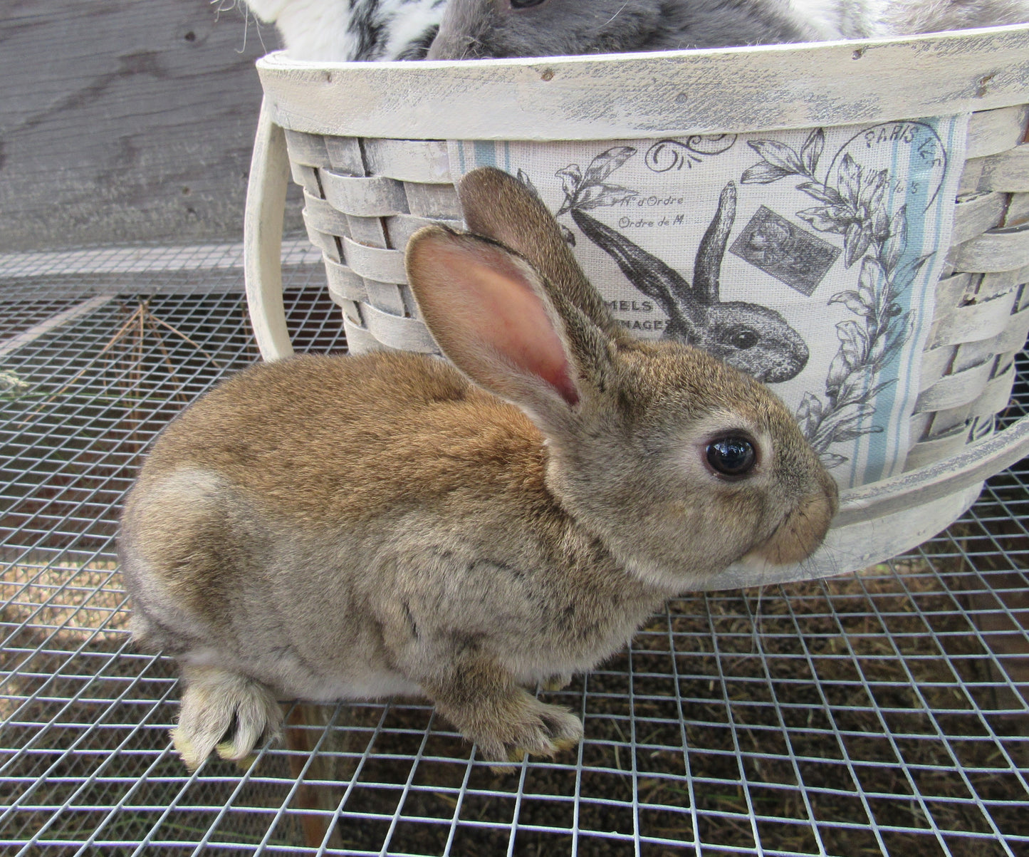 Purebred Rex Rabbits