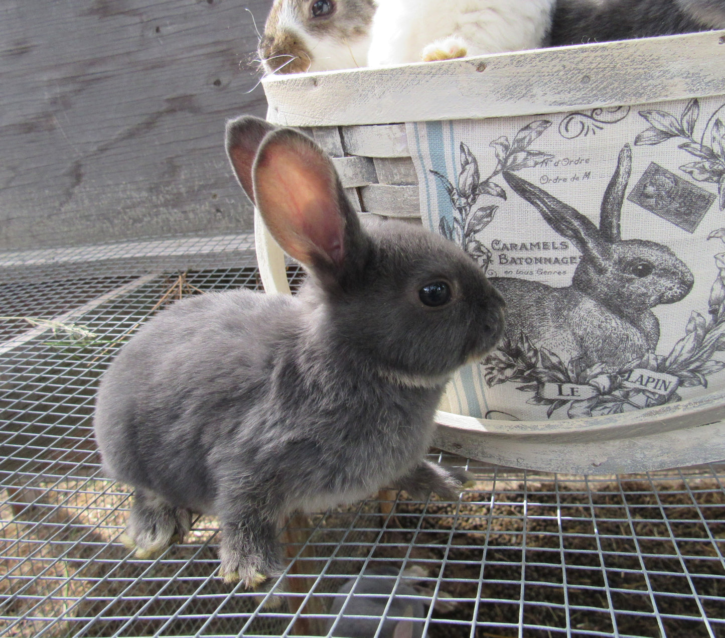 Purebred Rex Rabbits