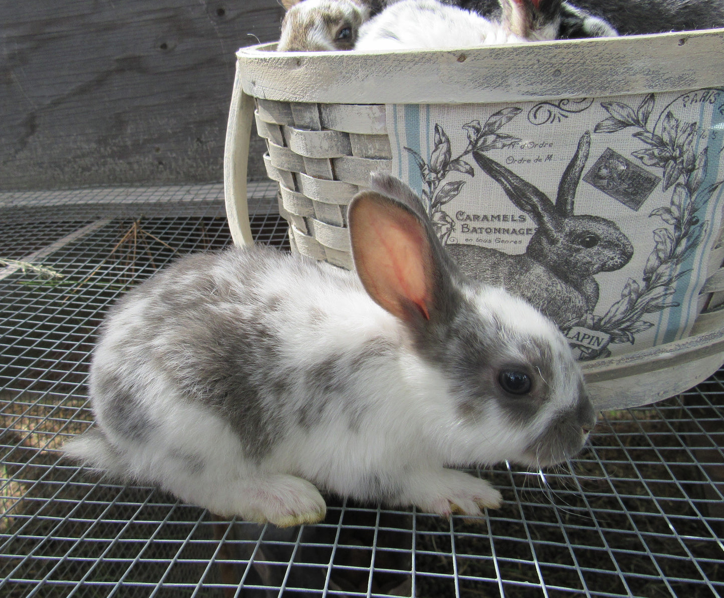 Purebred Rex Rabbits