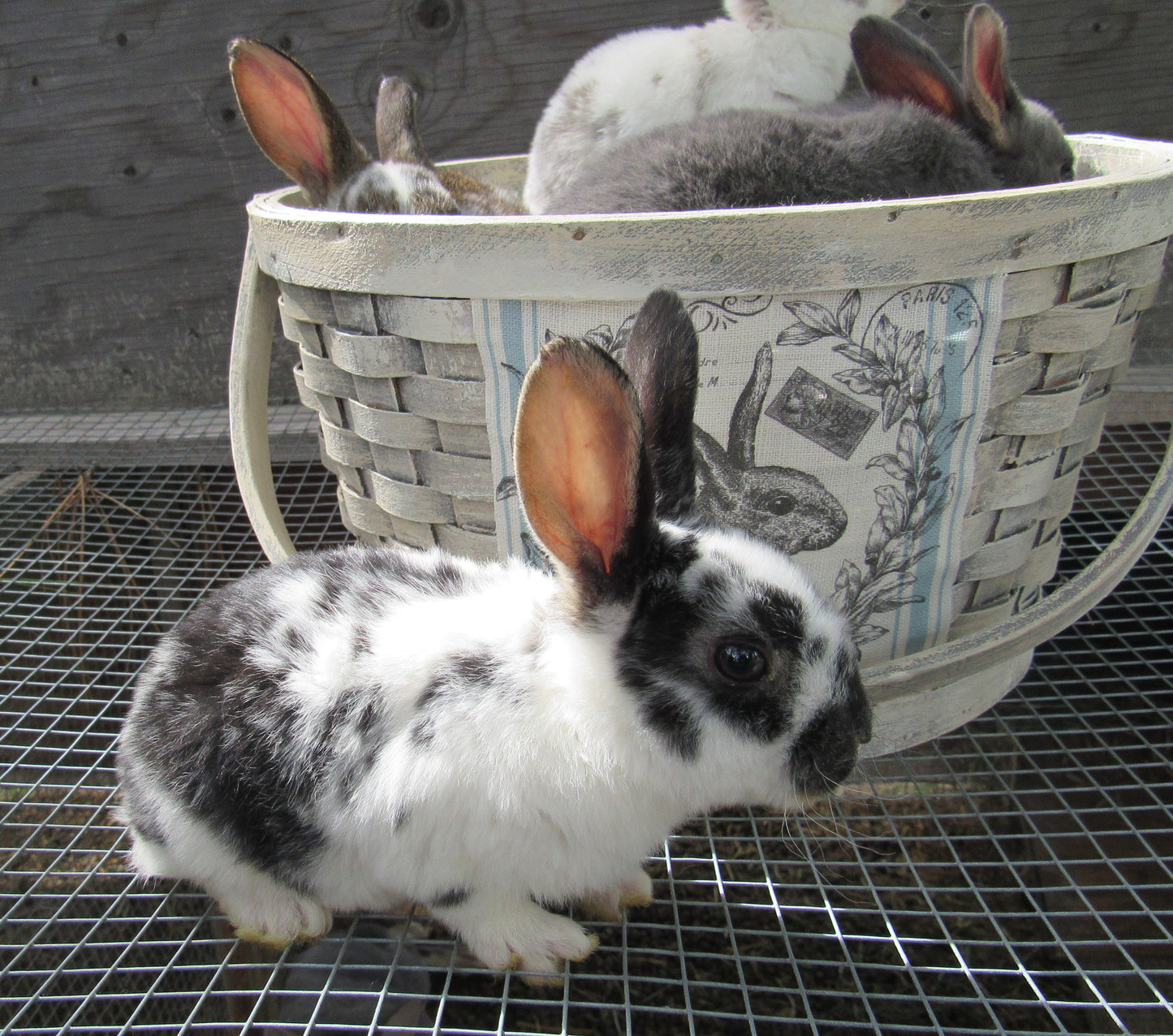 Purebred Rex Rabbits