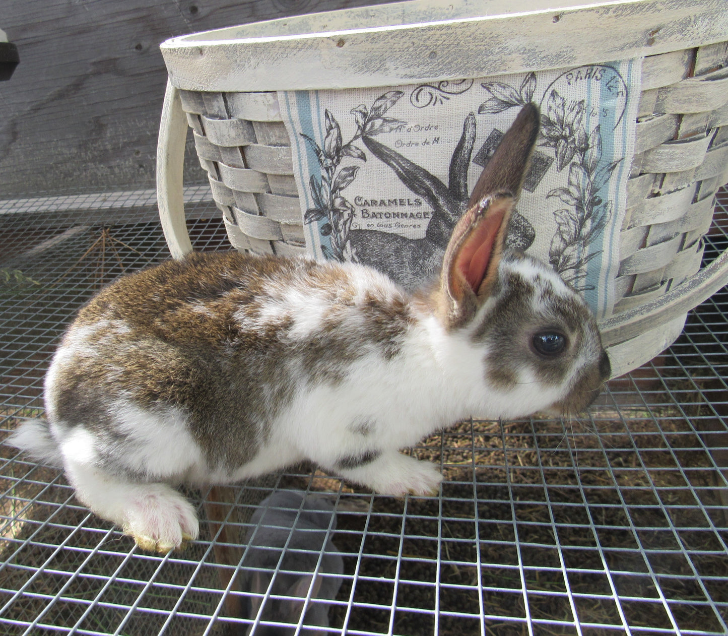 Purebred Rex Rabbits