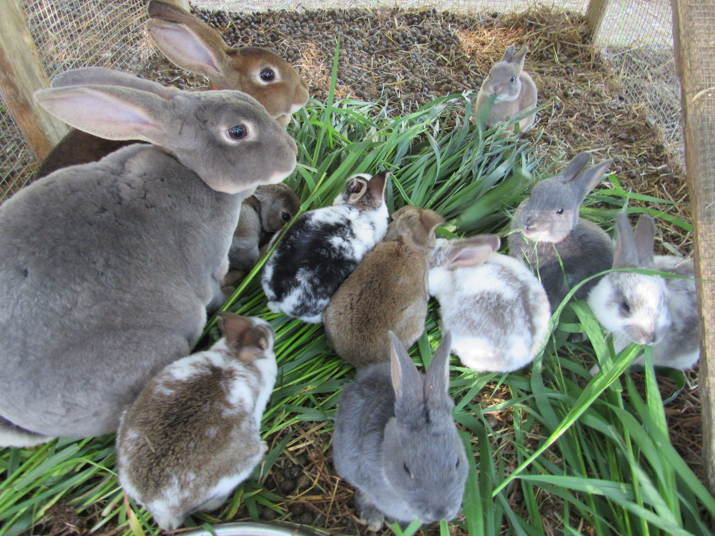 Purebred Rex Rabbits