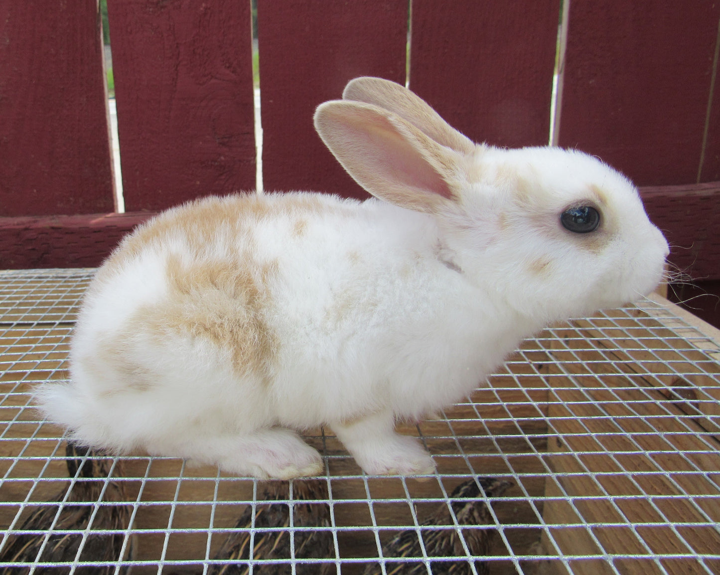 Purebred Rex Rabbits