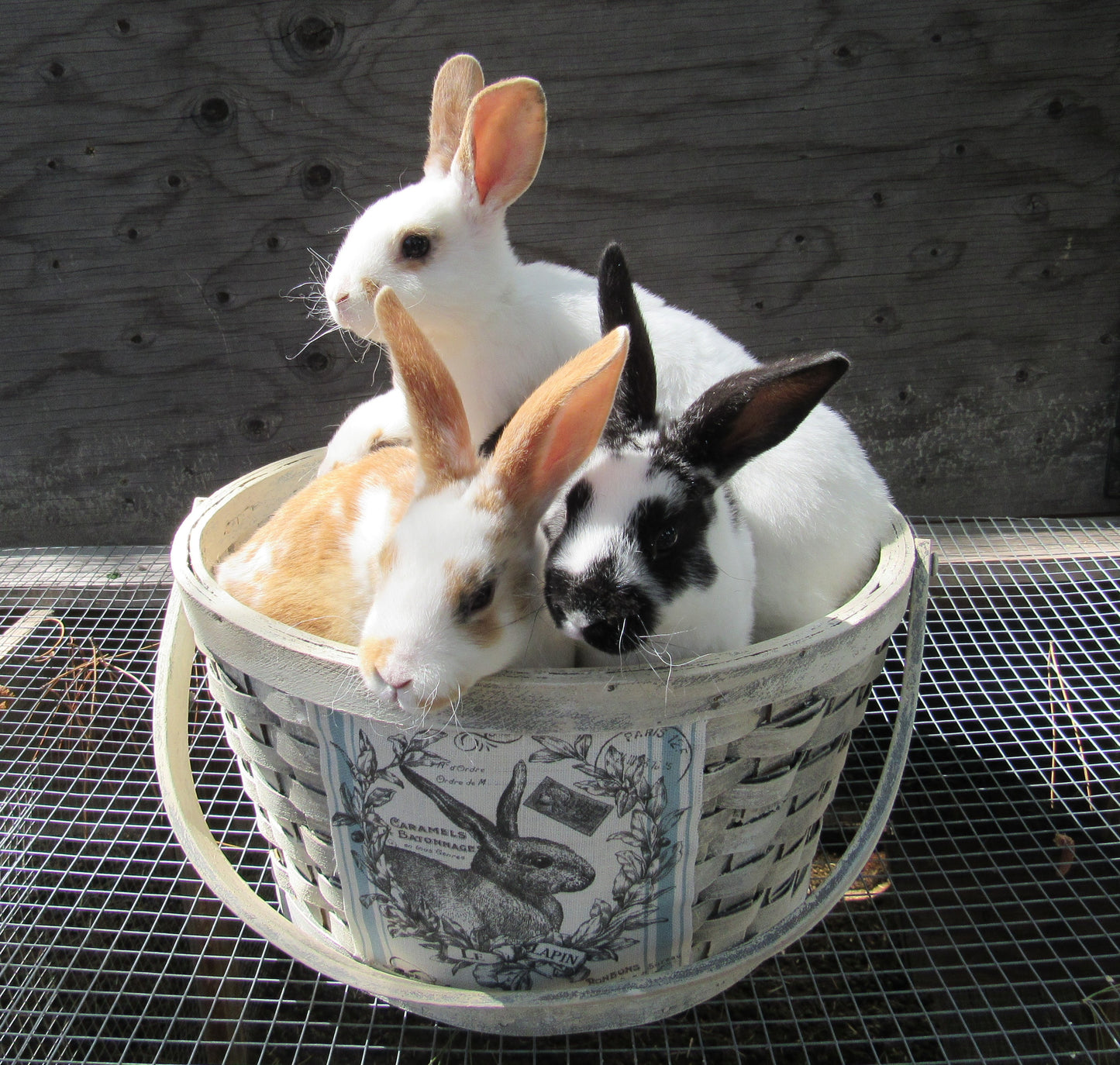 Purebred Rex Rabbits