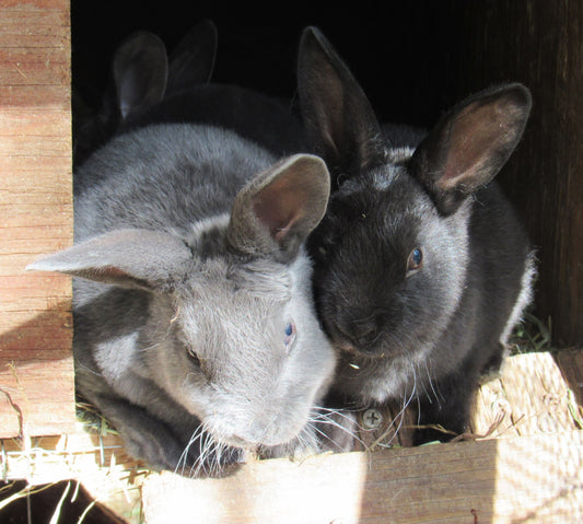 Thunder's Litter - Purebred Rex Rabbits - Full Pedigree