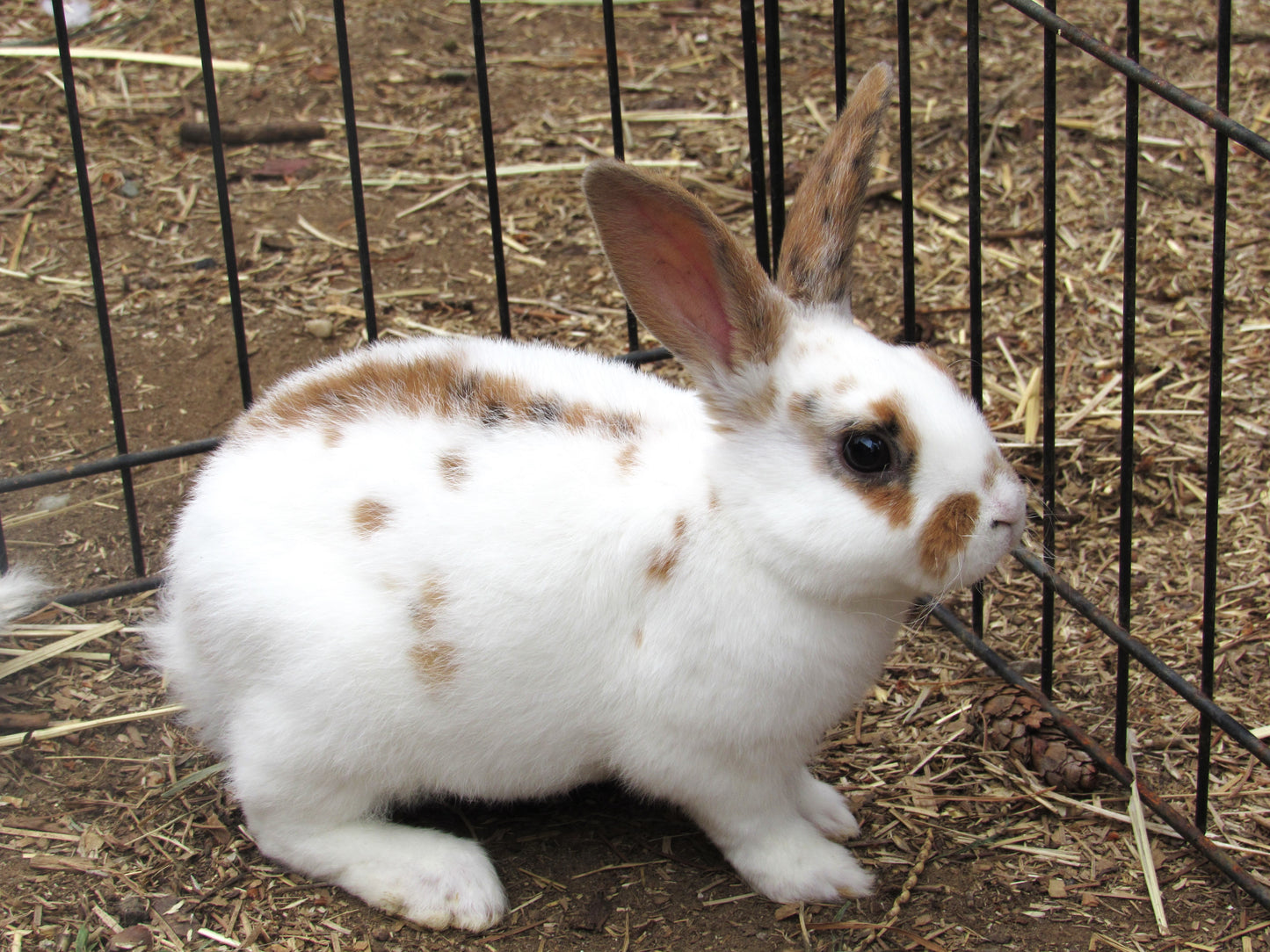 Purebred Rex Rabbits