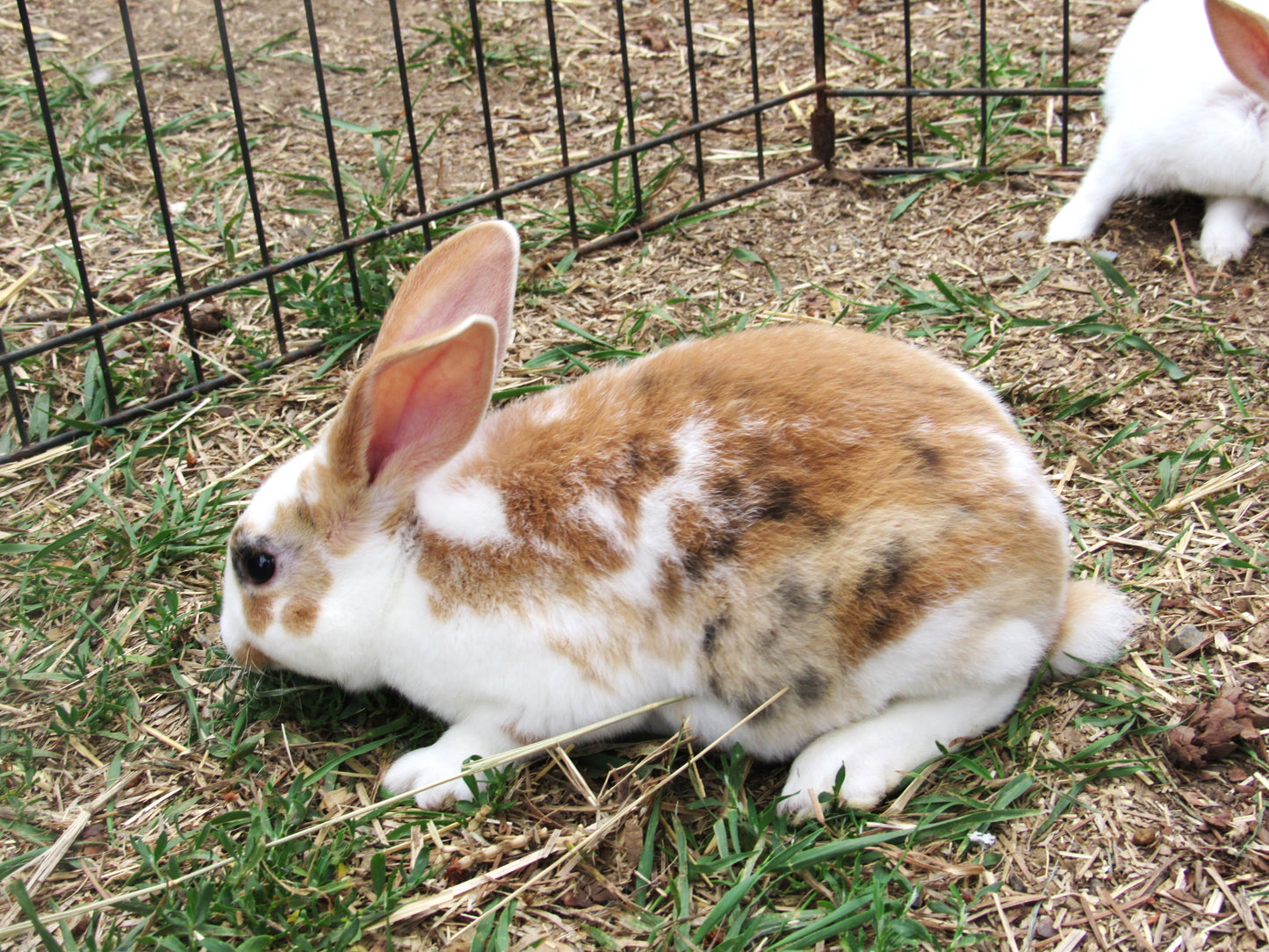 Purebred Rex Rabbits