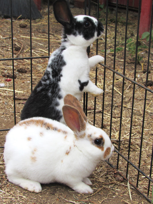 Purebred Rex Rabbits