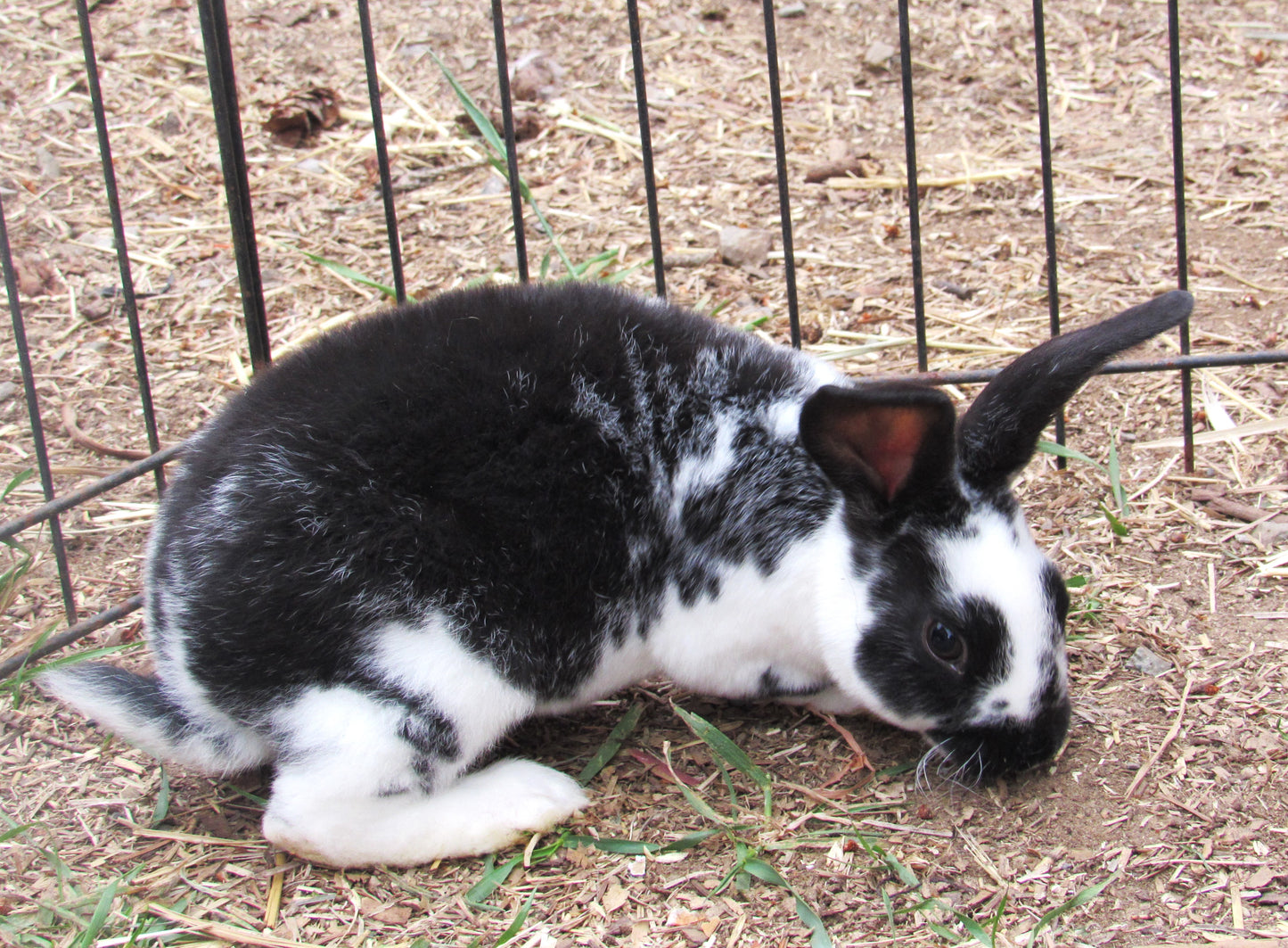 Purebred Rex Rabbits