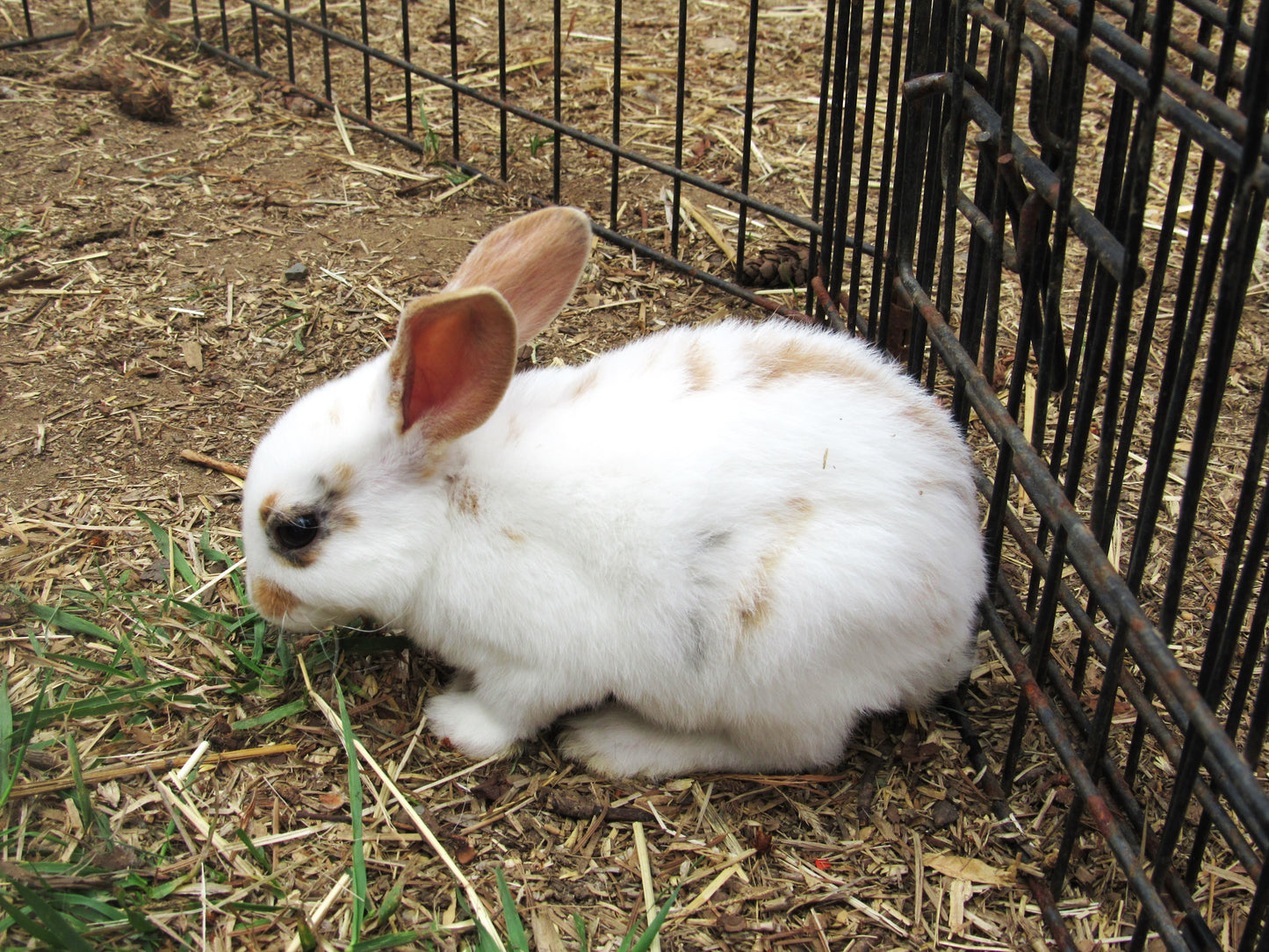 Purebred Rex Rabbits