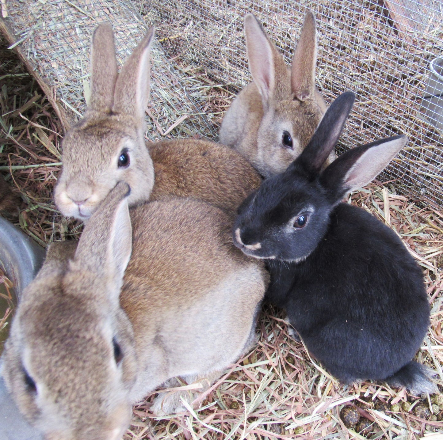 Hazel's Litter - Purebred Rex Rabbits - Full Pedigree