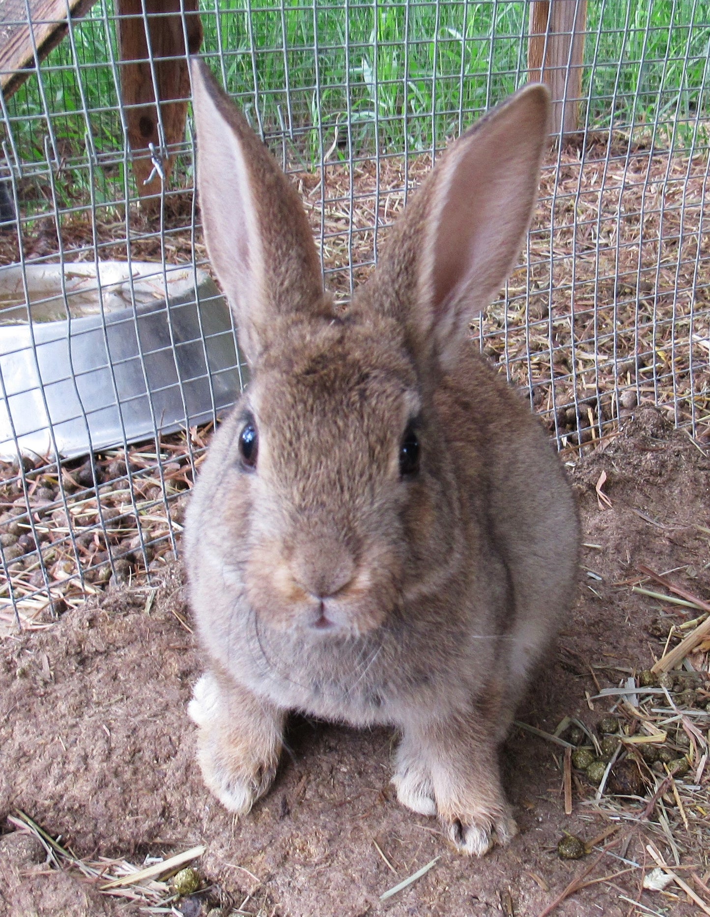 Hazel's Litter - Purebred Rex Rabbits - Full Pedigree