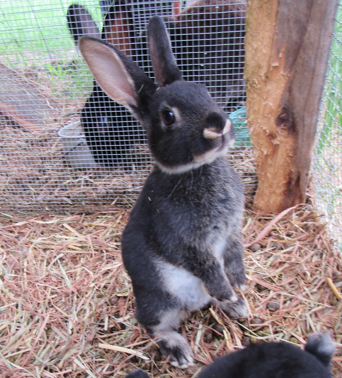 Hazel's Litter - Purebred Rex Rabbits - Full Pedigree
