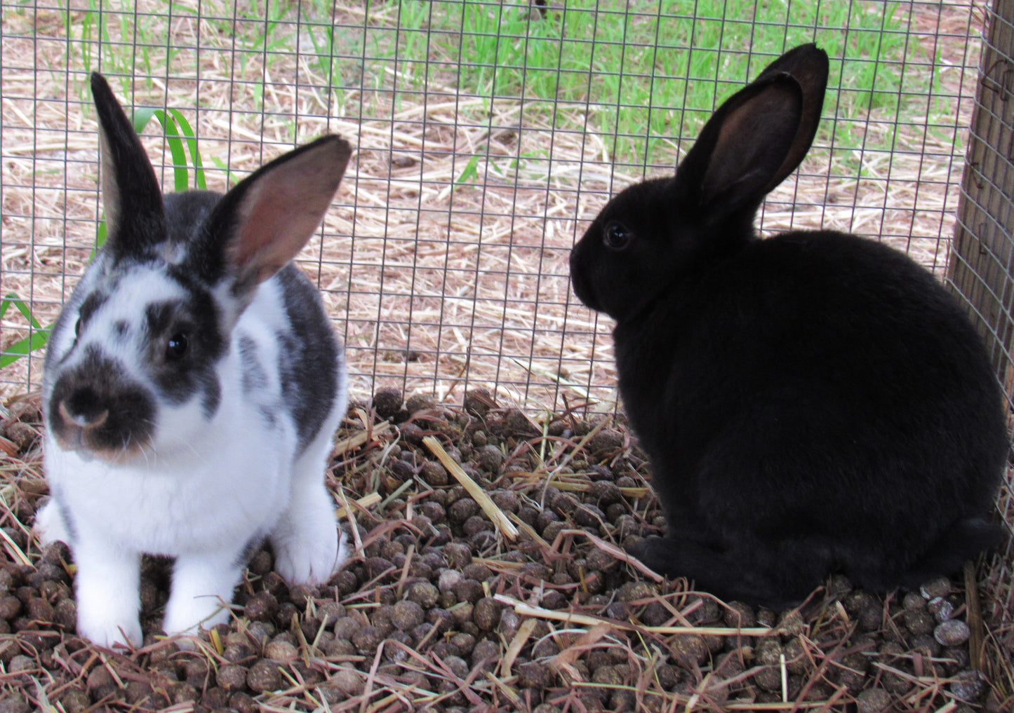 Autumn's Litter - Purebred Rex Rabbits - Partial Pedigree