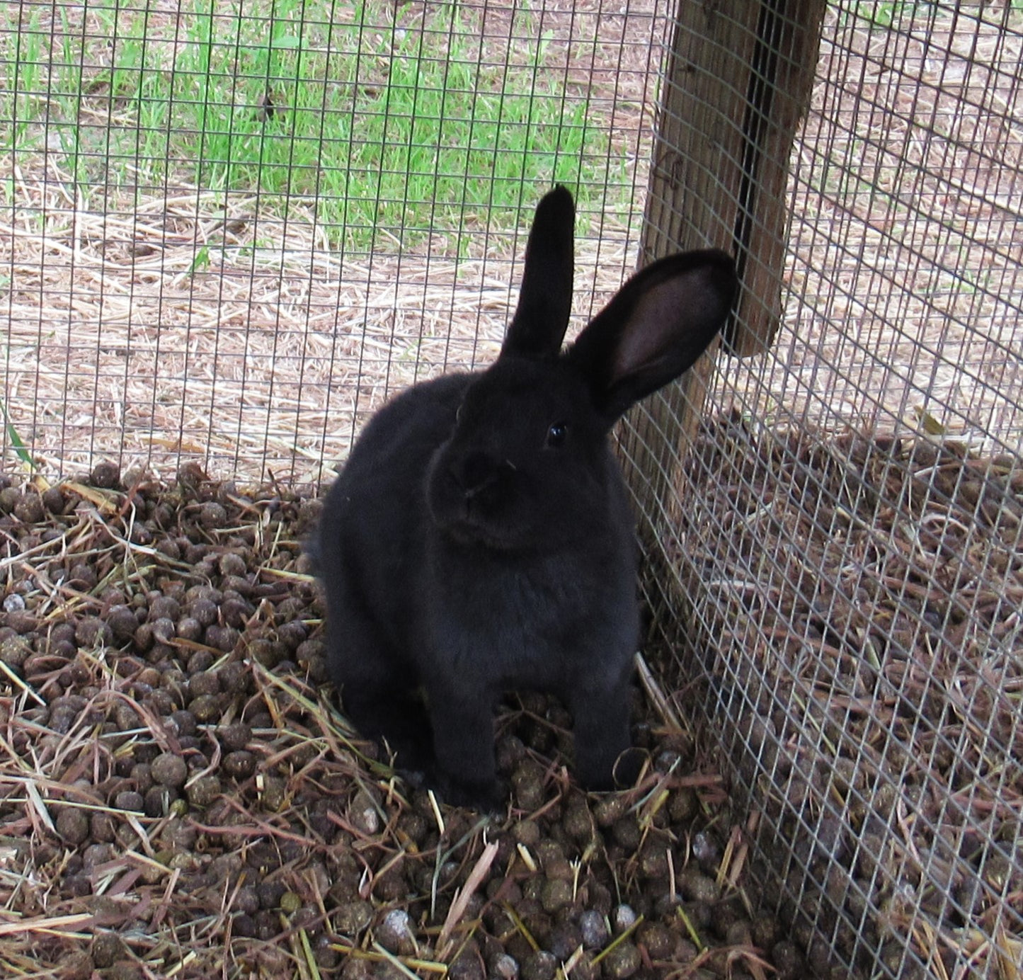 Autumn's Litter - Purebred Rex Rabbits - Partial Pedigree