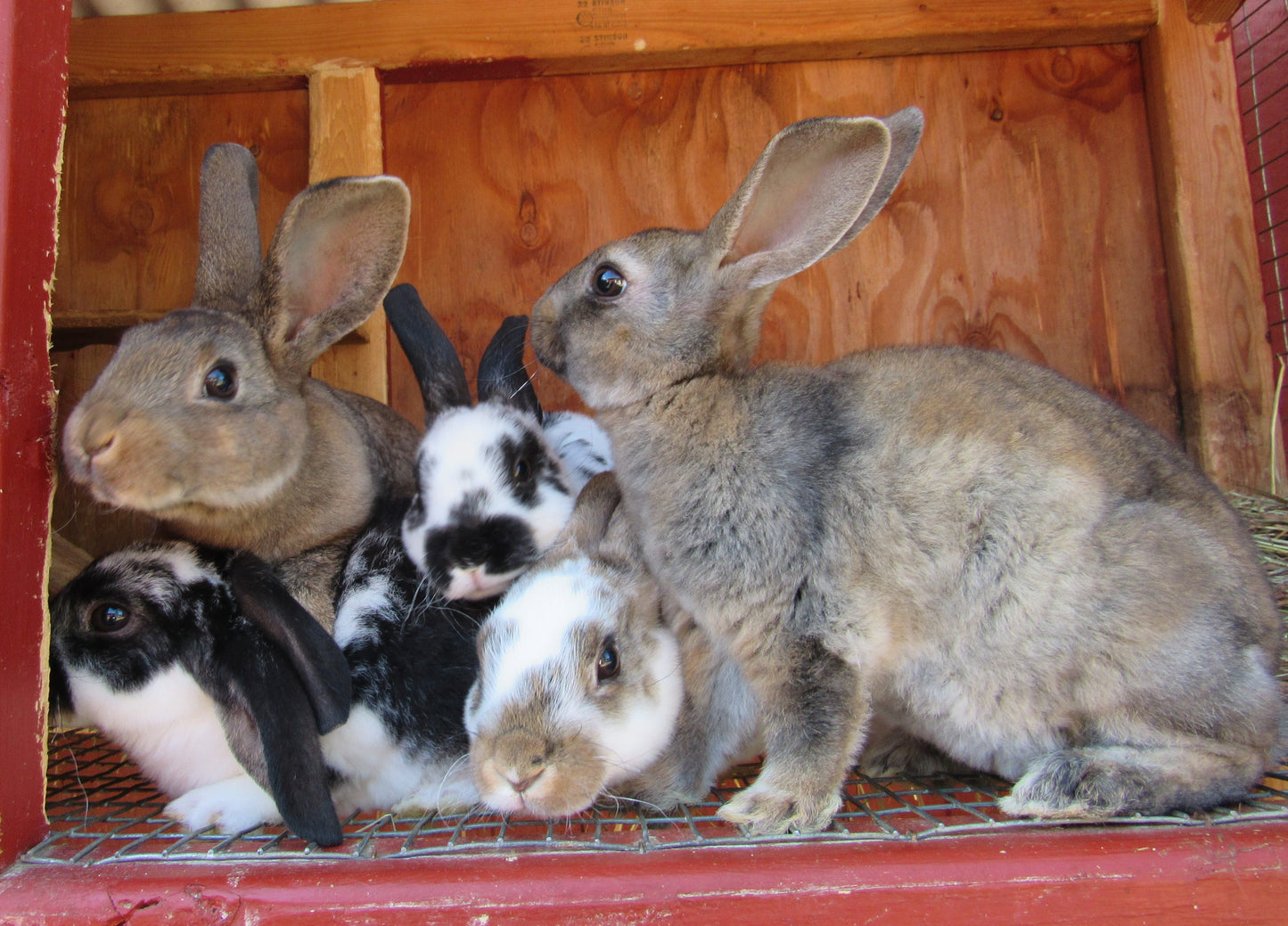 Purebred Rex Rabbits