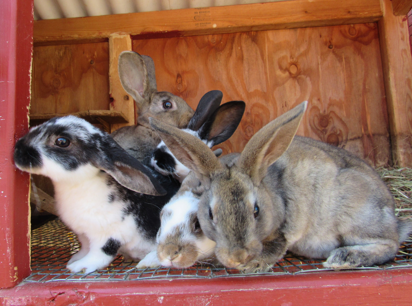 Purebred Rex Rabbits