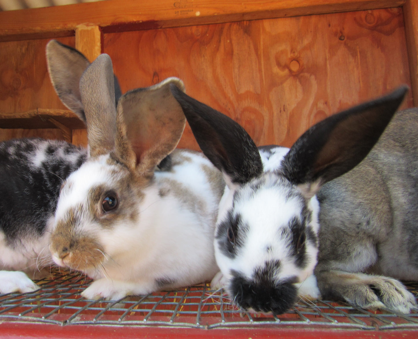 Purebred Rex Rabbits