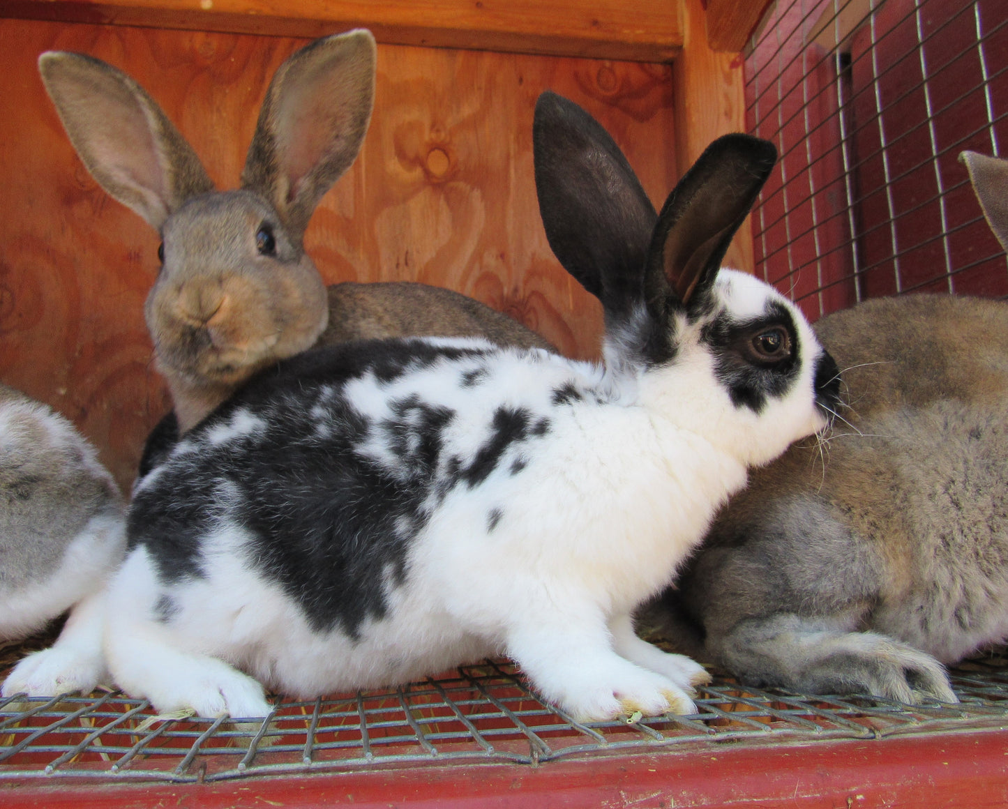 Purebred Rex Rabbits