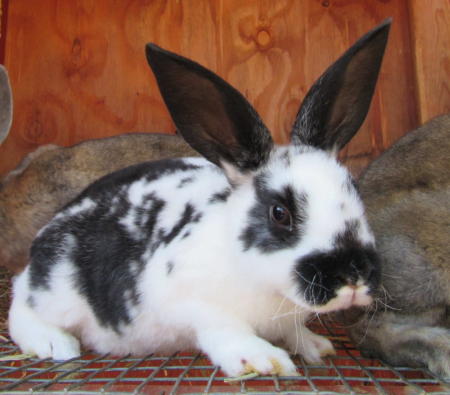 Purebred Rex Rabbits