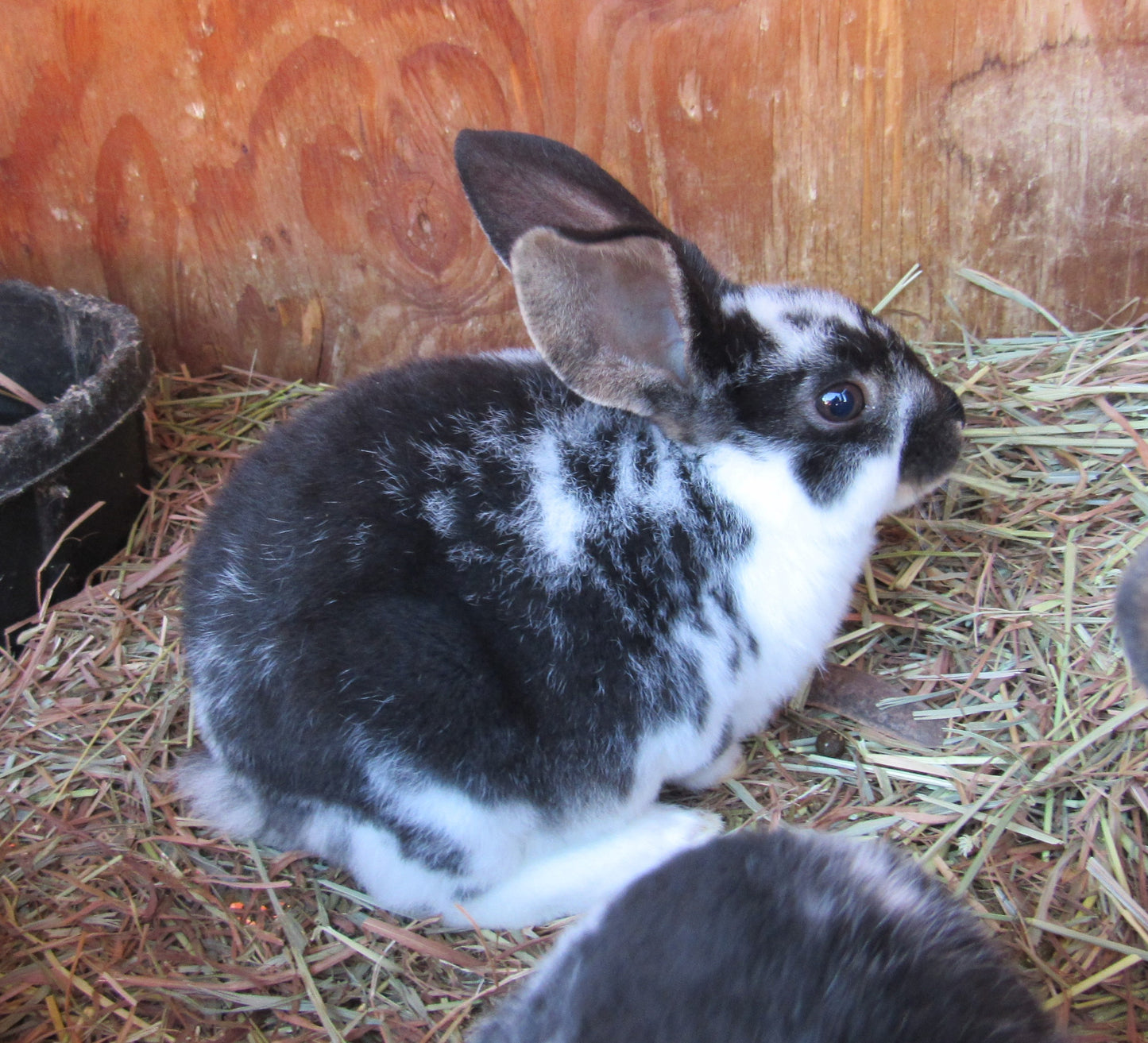 Purebred Rex Rabbits