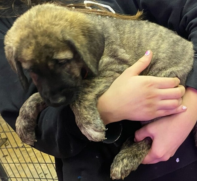 AKC Anatolian Shepherd Puppies