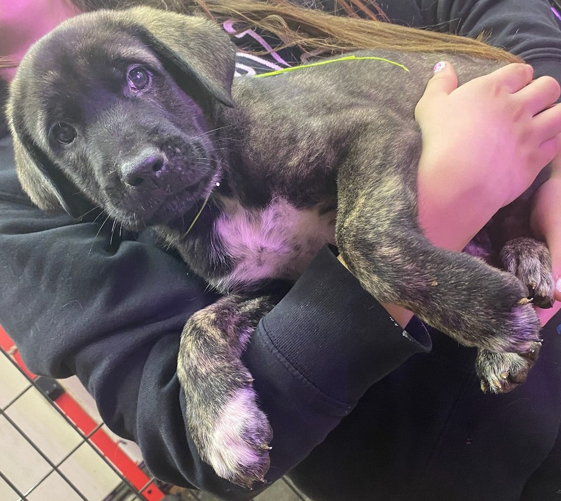 AKC Anatolian Shepherd Puppies